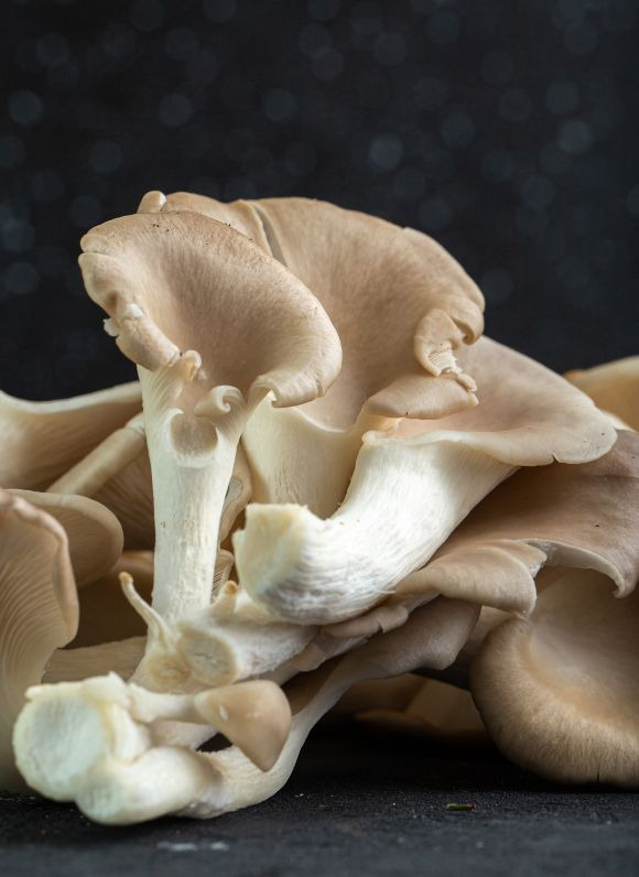 Boczniak ostrygowaty