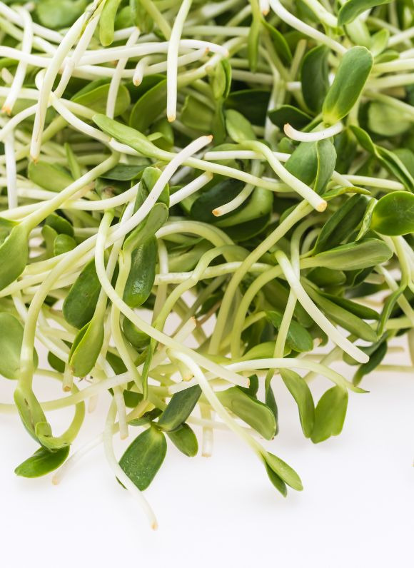 Kiełki słonecznika