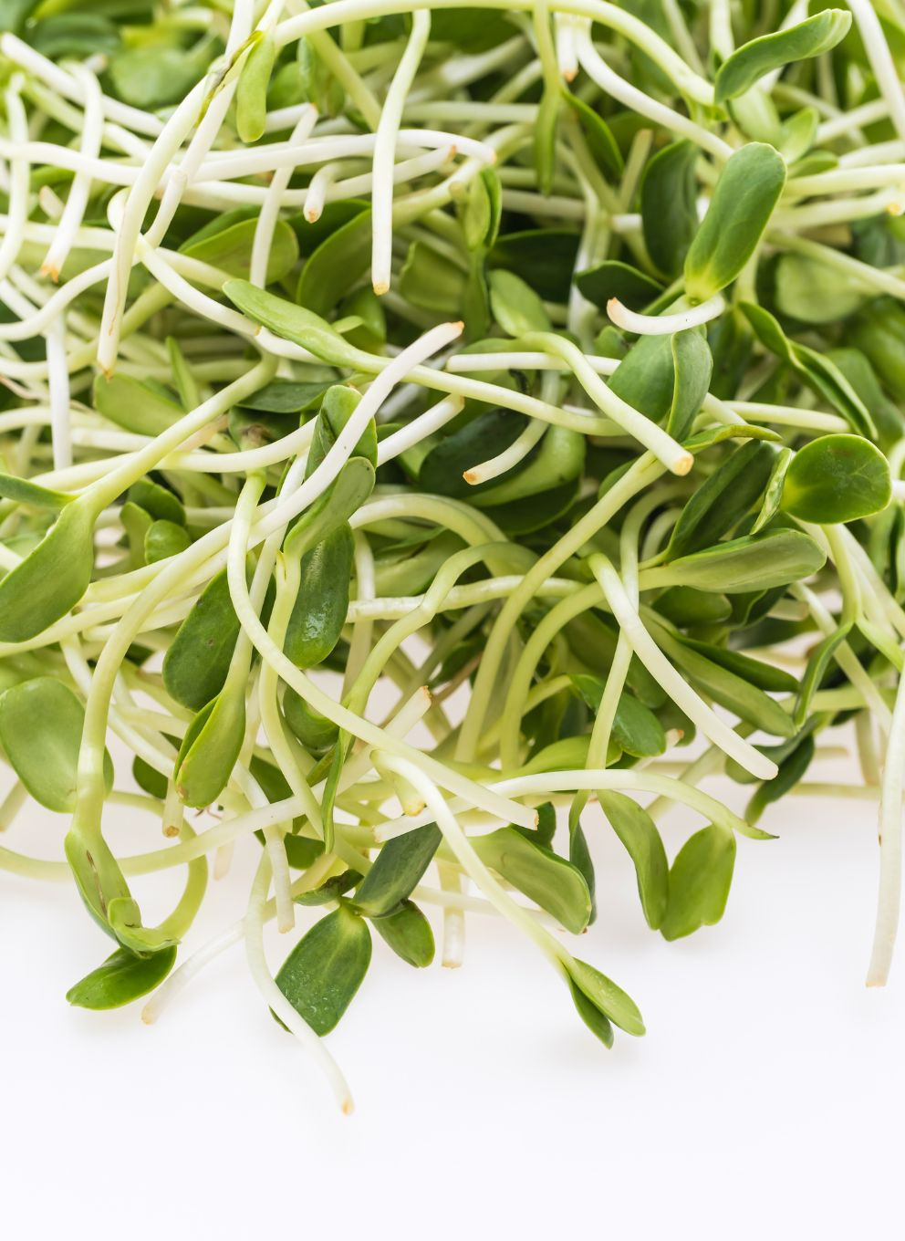 Kiełki słonecznika